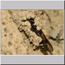 G-Odynerus spinipes w01c beim Nesteintrag einer Larve des Ruesselkaefers.jpg